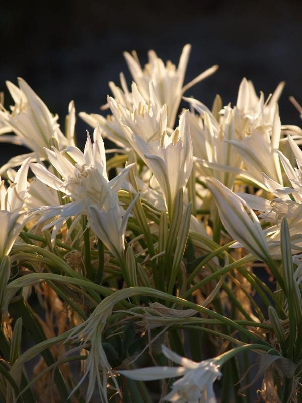 apolakkia fotografies (7)